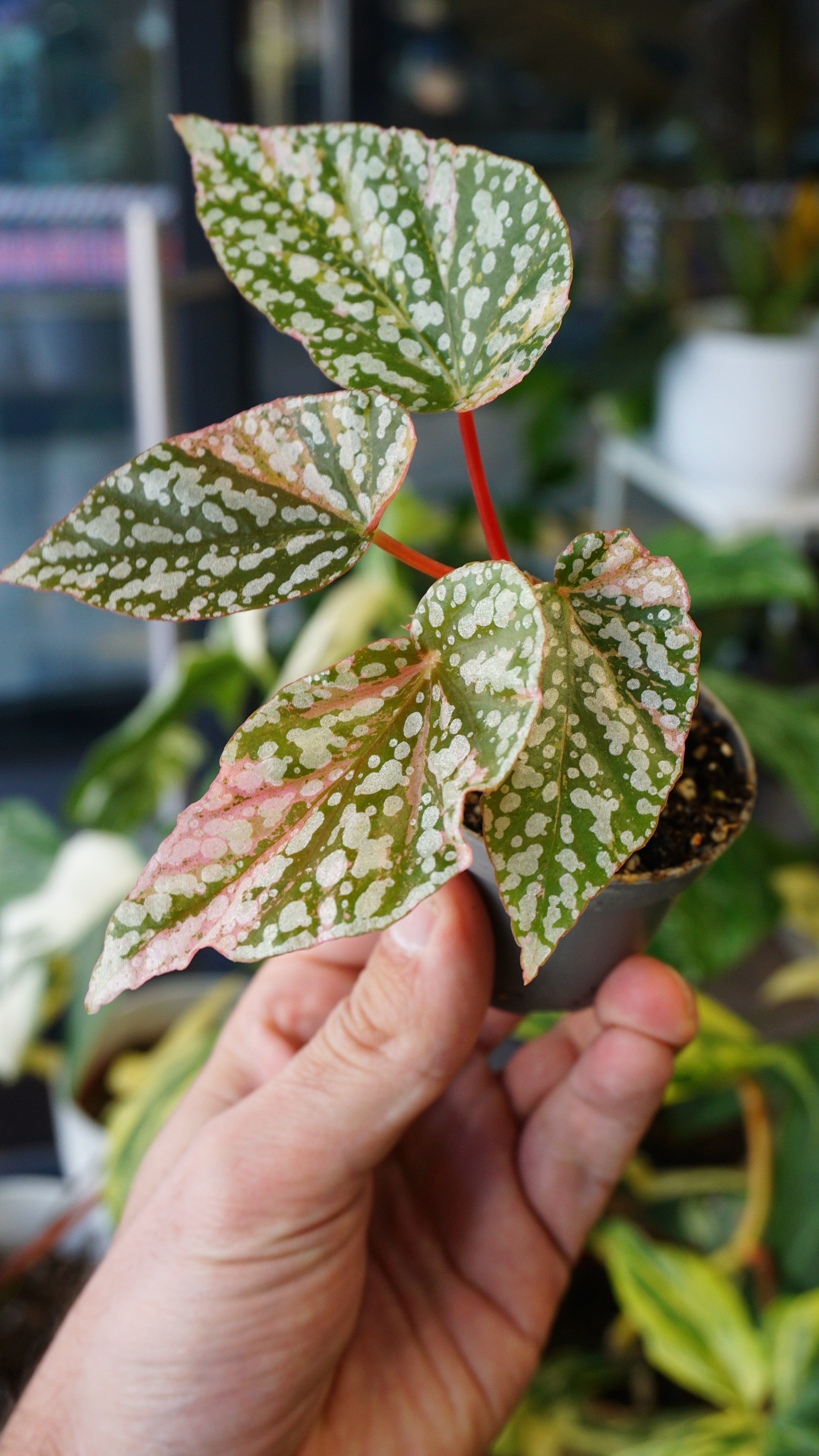 Begonia Snow capped Variegata | Rare plant | Studio Plants