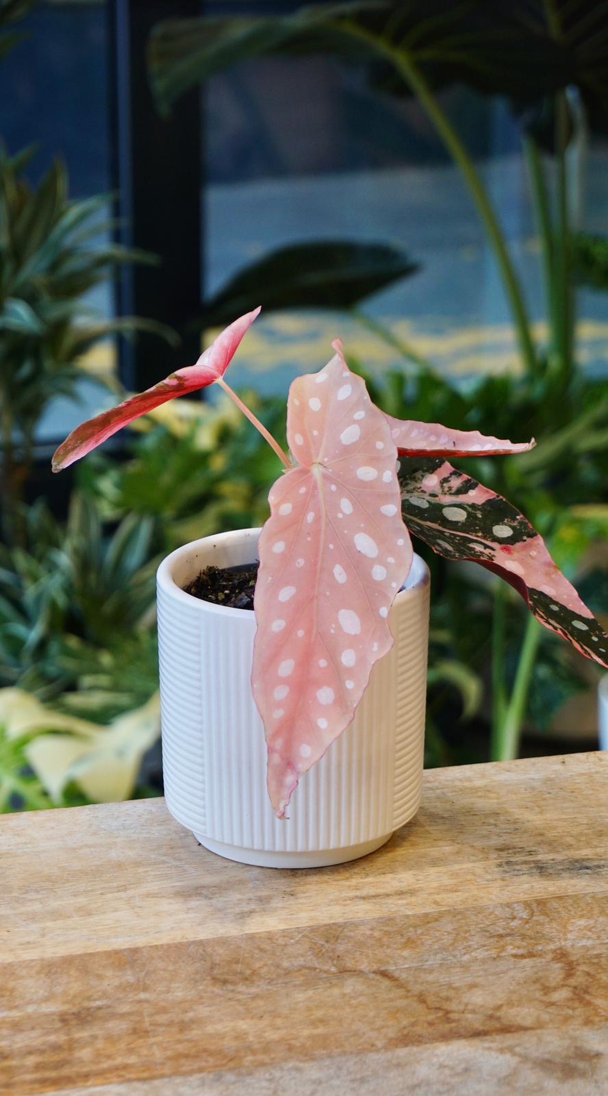 Begonia Maculata Pink Variegata, pink rare plant studio plantes jungle jardinerie strasbourg pflanze