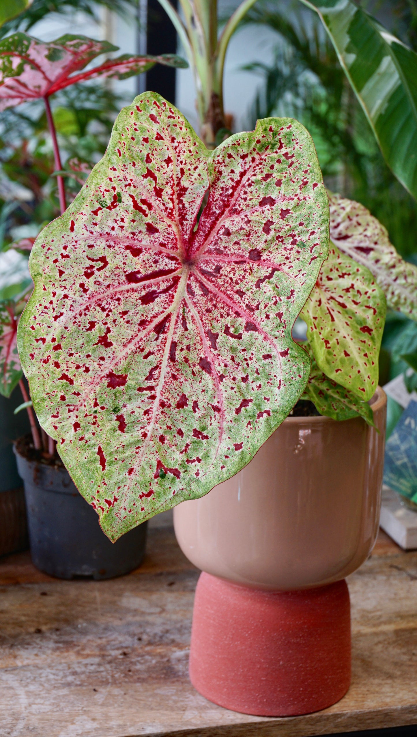 Caladium Miss Muffet - Précommande