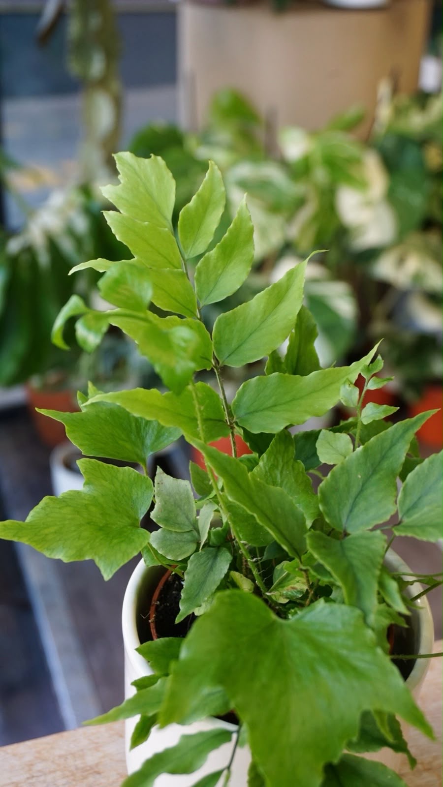 Cyrtomium fortunei 'Clivicola' studio plantes rares jungle jardinerie strasbourg rare plant shop online pflanzen leaf zoom