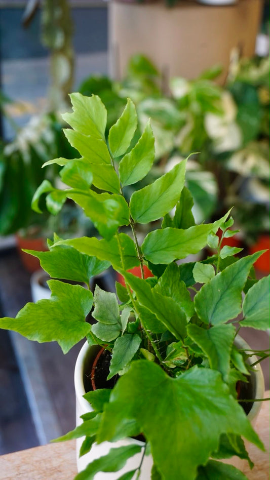 Cyrtomium fortunei 'Clivicola' studio plantes rares jungle jardinerie strasbourg rare plant shop online pflanzen leaf zoom