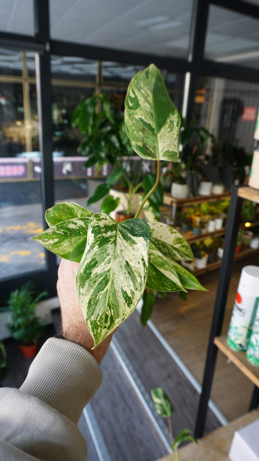 Philodendron Emerald Ice