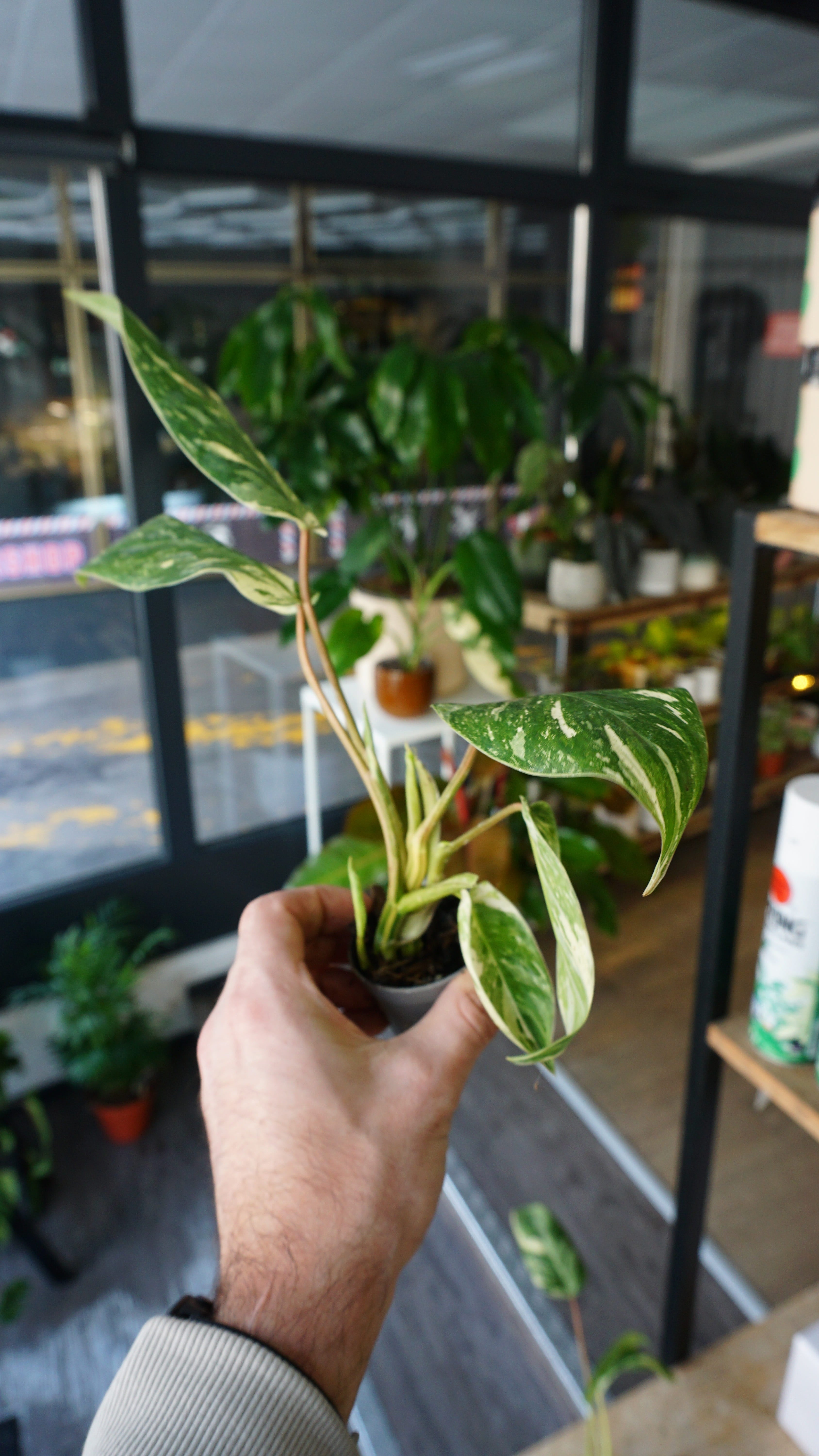 philodendron emerald ice Philodendron Emerald Ice | Rare plant