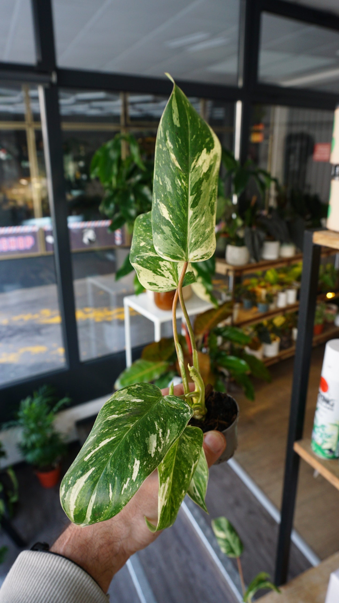 Philodendron Emerald Ice