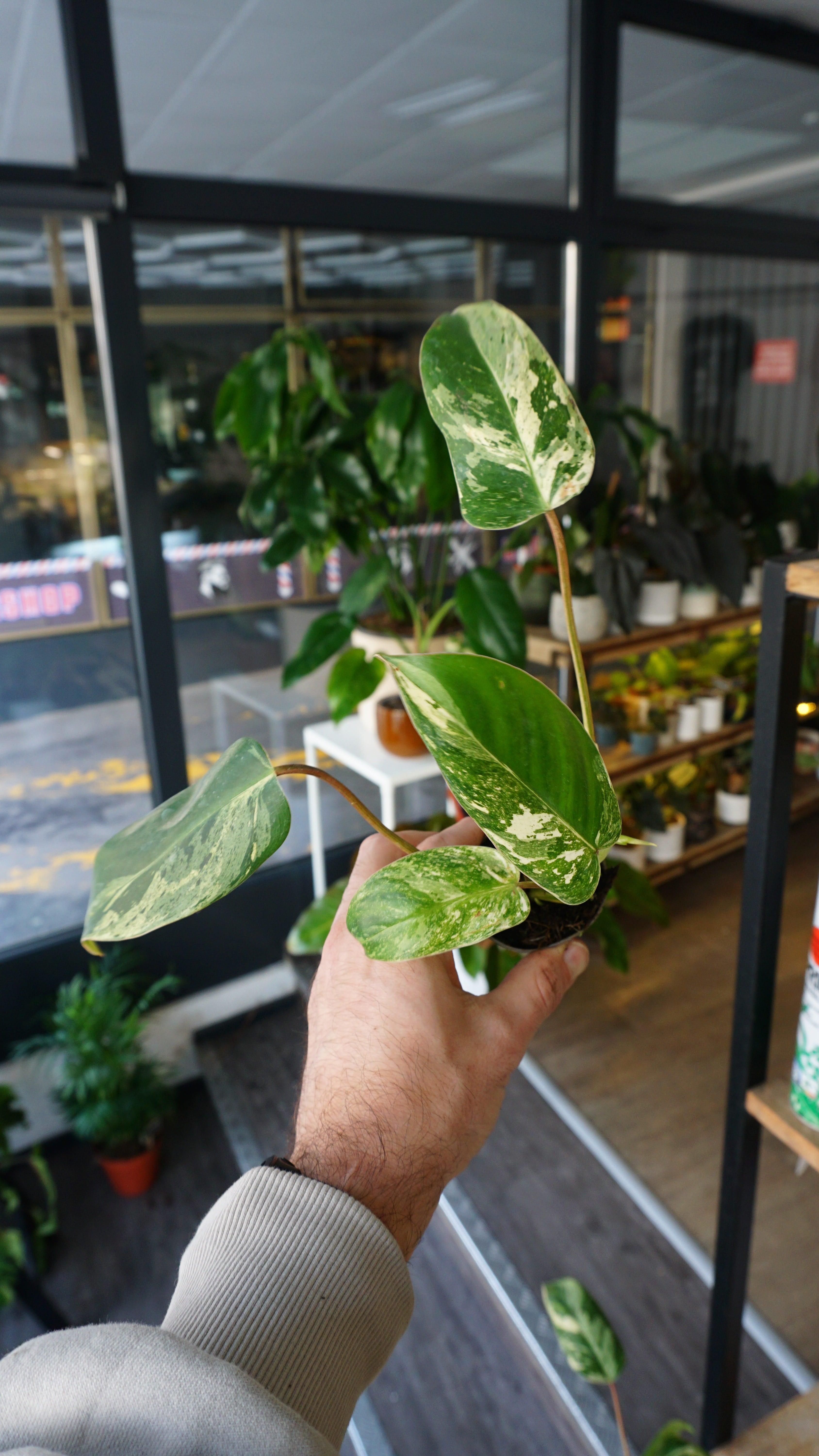 emerald ice philodendron Philodendron Emerald Ice | Rare plant