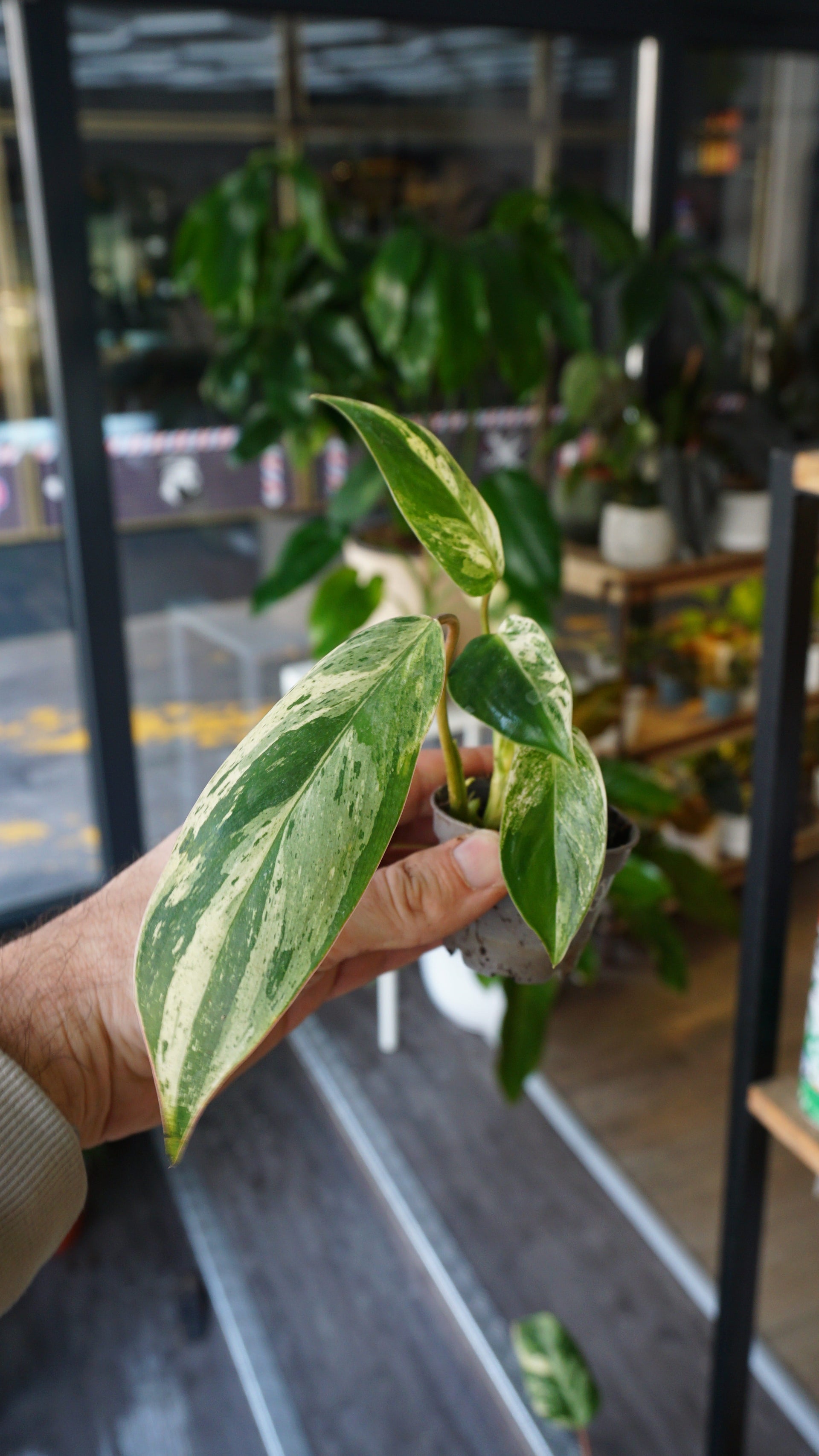 philodendron emerald ice Philodendron Emerald Ice | Rare plant