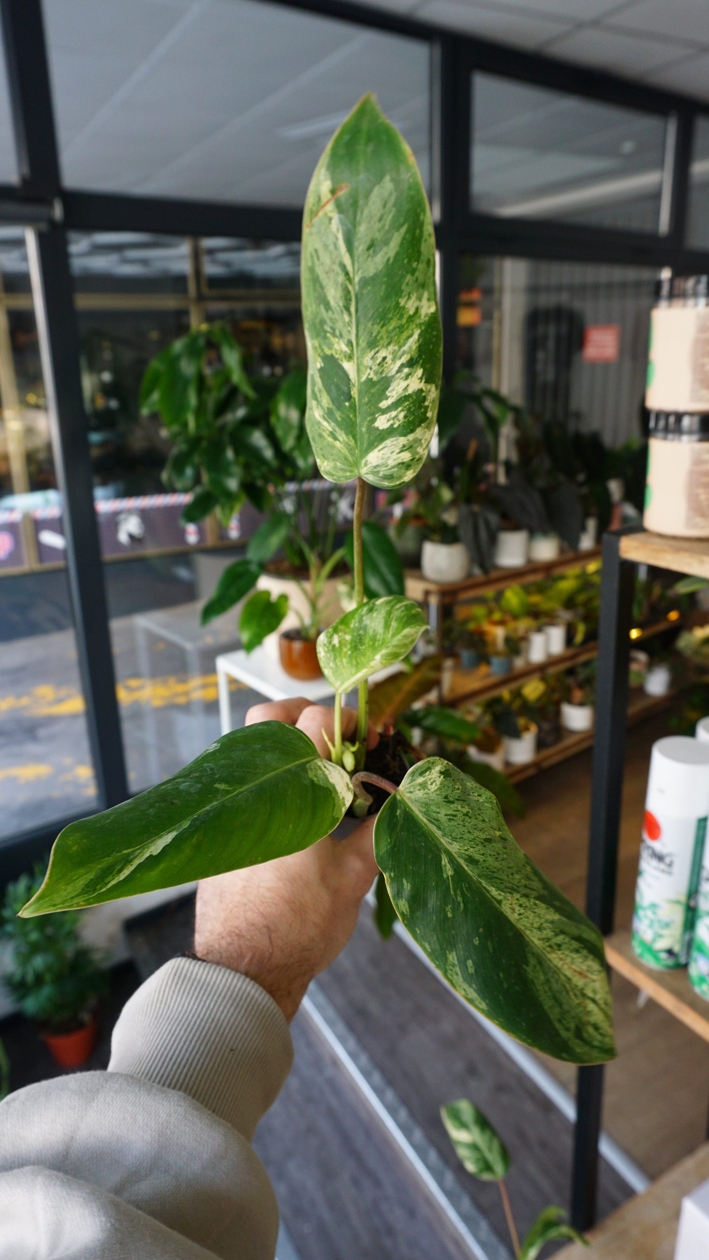 philodendron blue ice Philodendron Emerald Ice | Rare plant