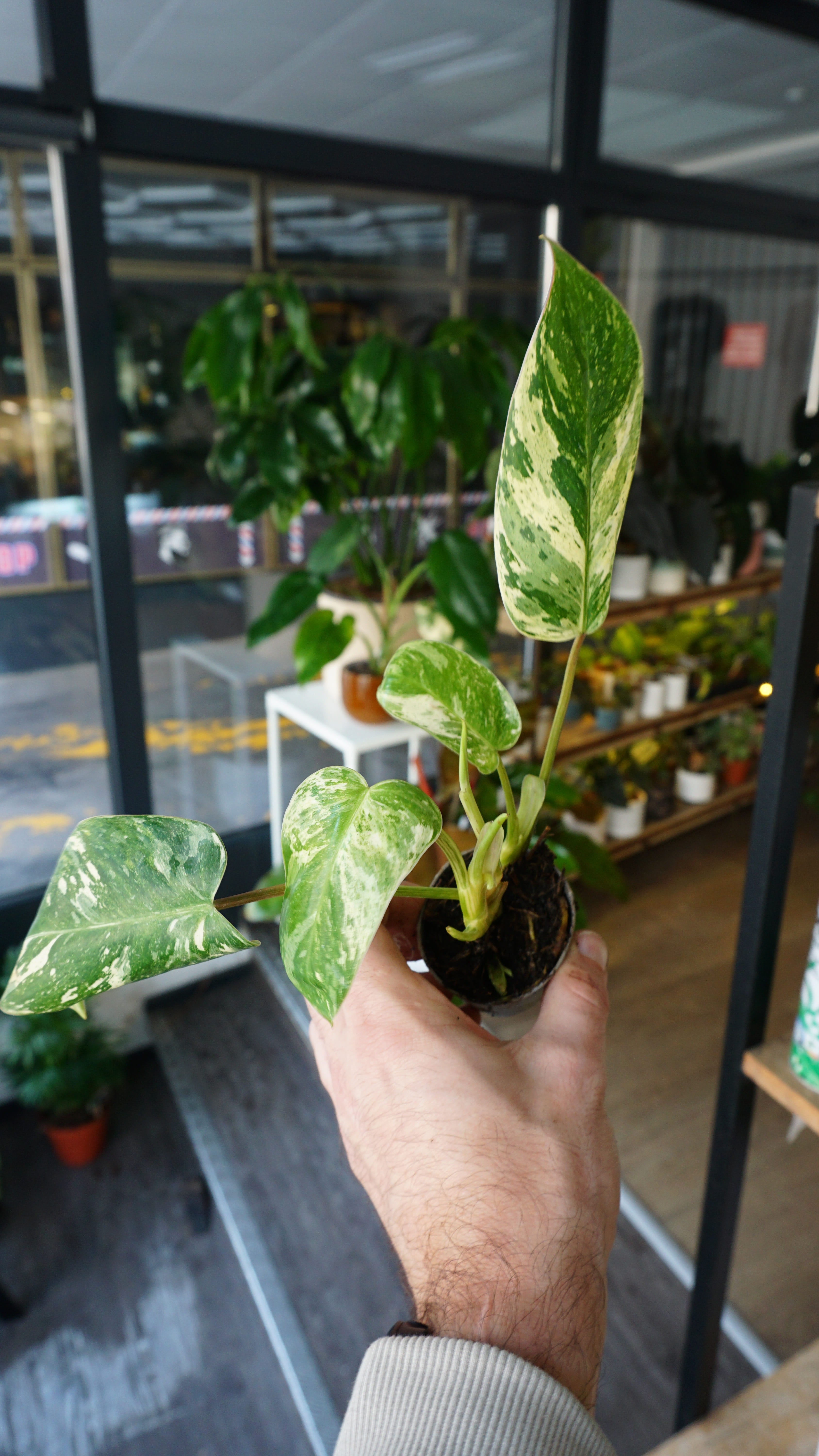 philodendron emerald ice Philodendron Emerald Ice | Rare plant