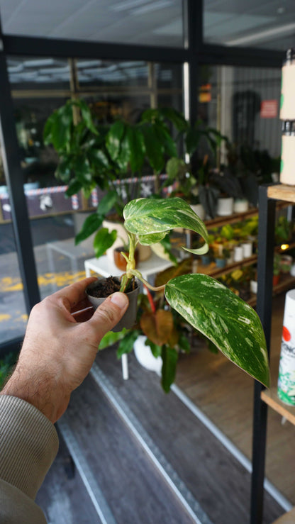 philodendron blue ice Philodendron Emerald Ice | Rare plant