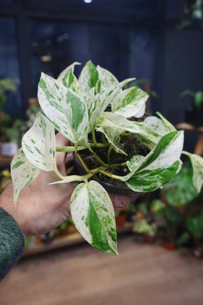 Epipremnum Marble Queen