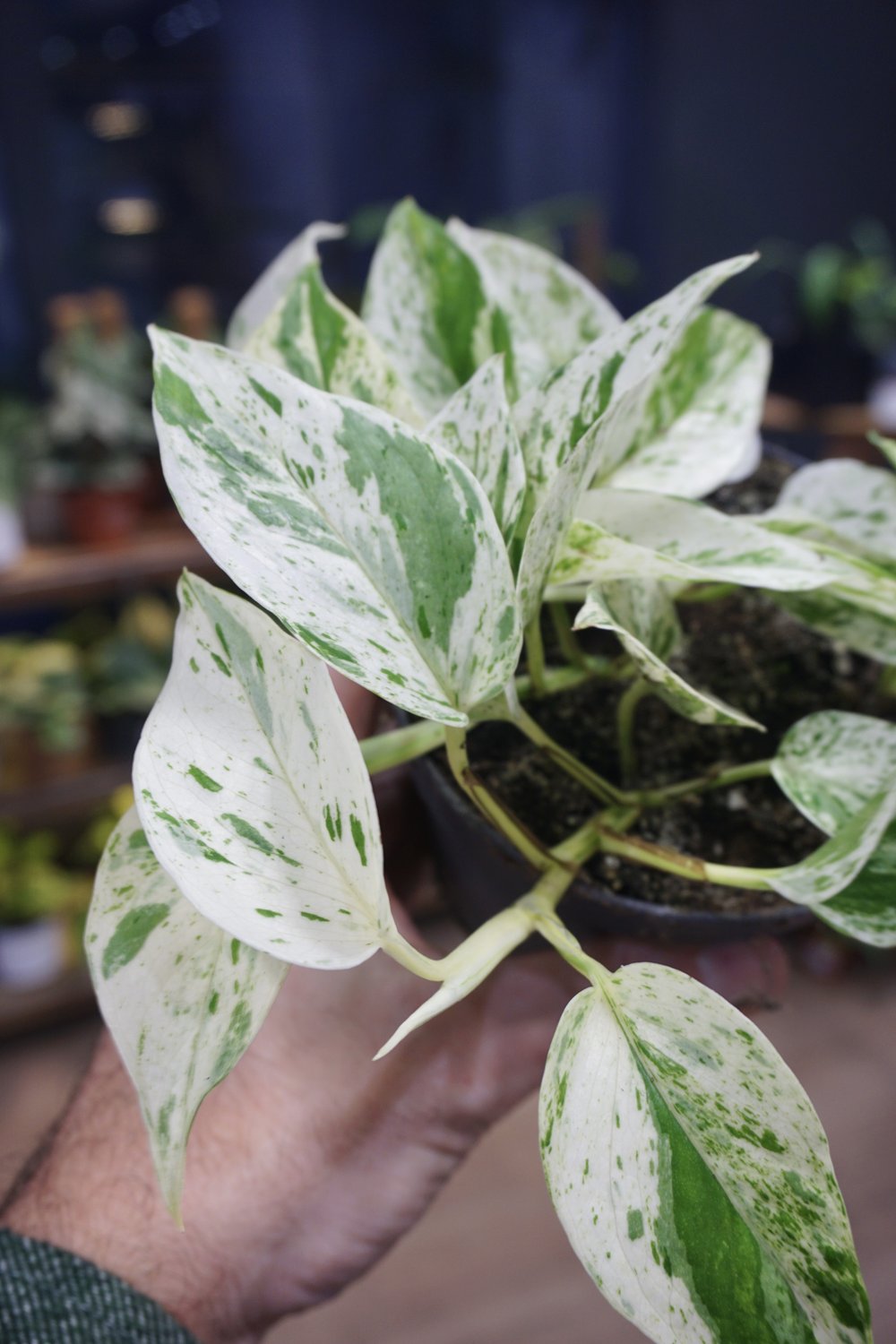 Epipremnum Marble Queen