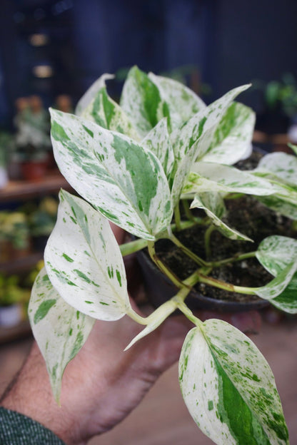 Epipremnum Marble Queen