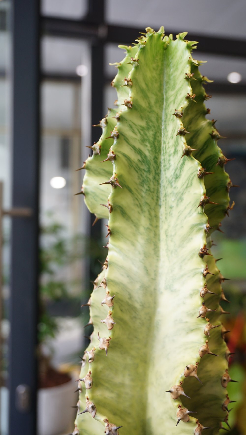 Euphorbe Ingens Variegata