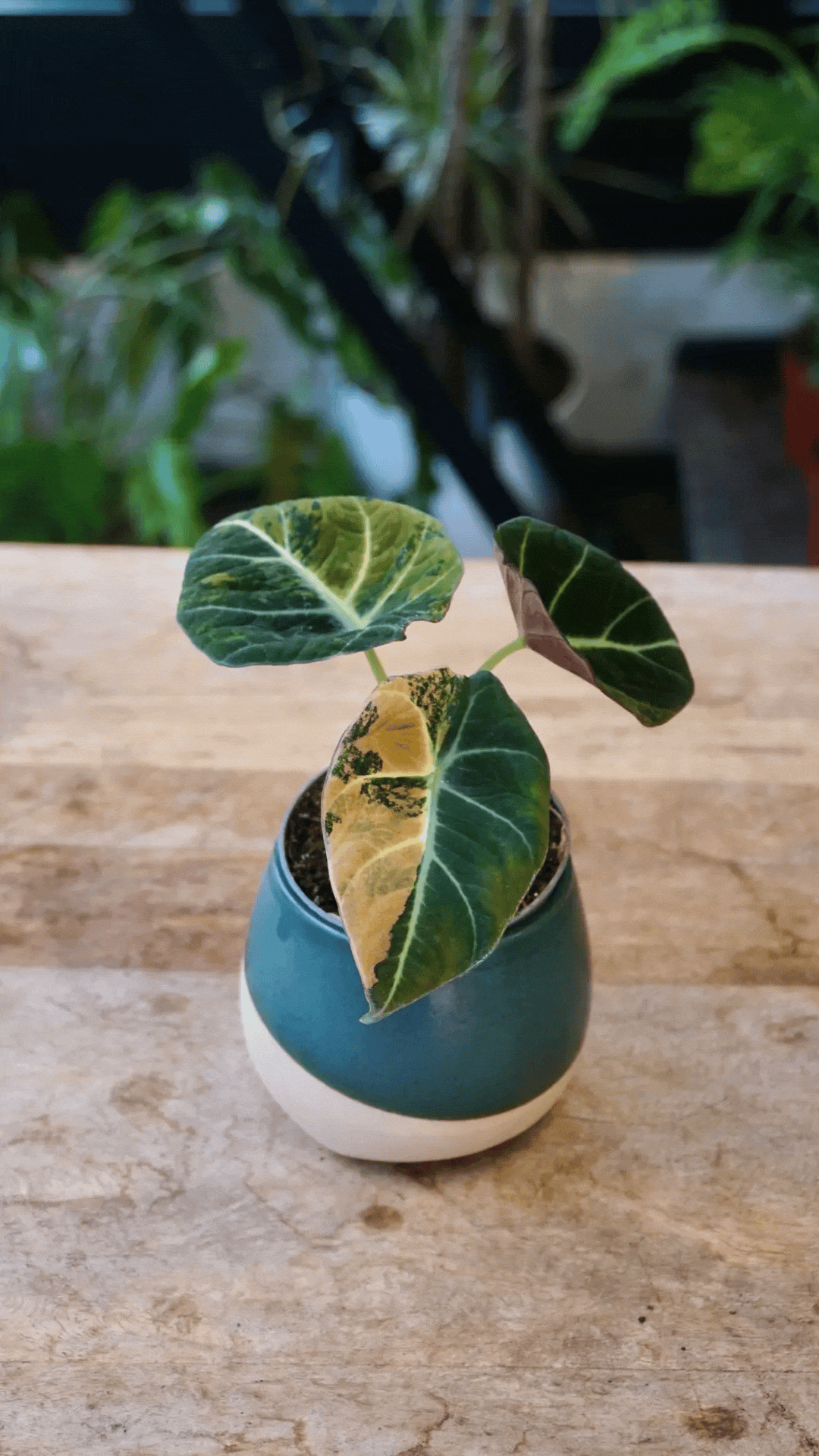 Alocasia Black Velvet Gold Variegata | Plante rare