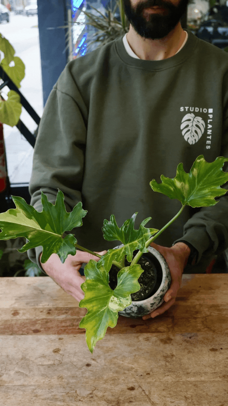 Philodendron Selloum Variegata