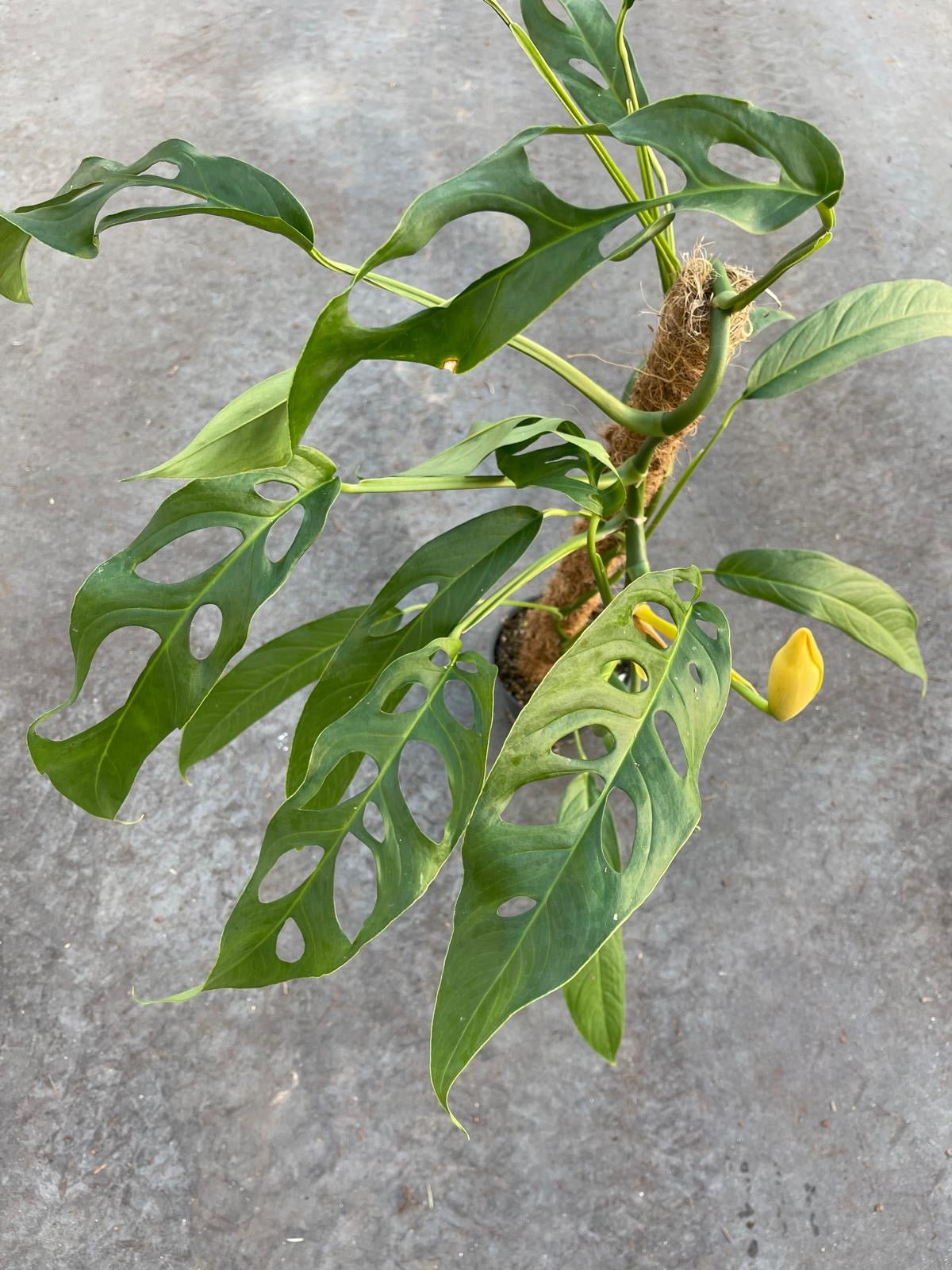 zimmerpflanze schmal Monstera Tiwintza Schmal | Seltene Zimmerpflanze