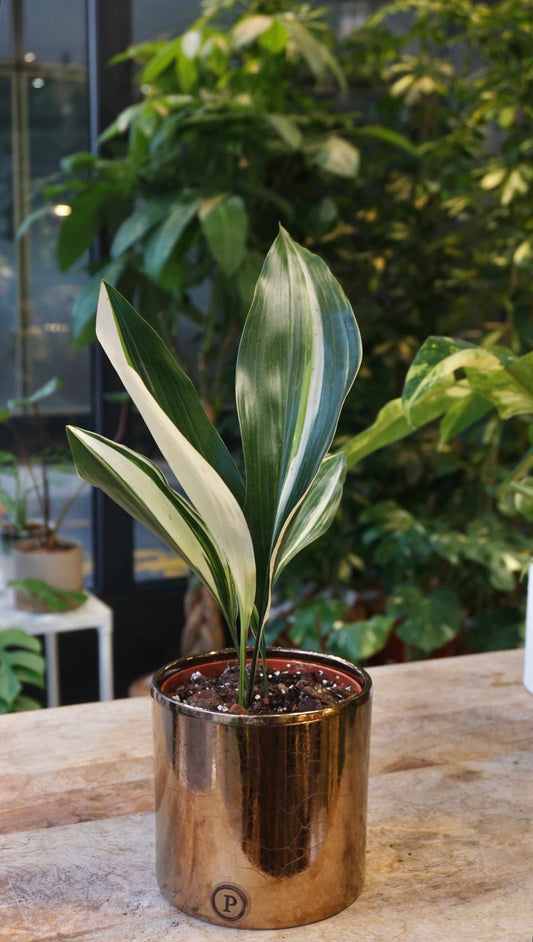 aspidistra elatior variegata studio plantes rares jungle jardinerie strasbourg rare plant shop online pflanzen