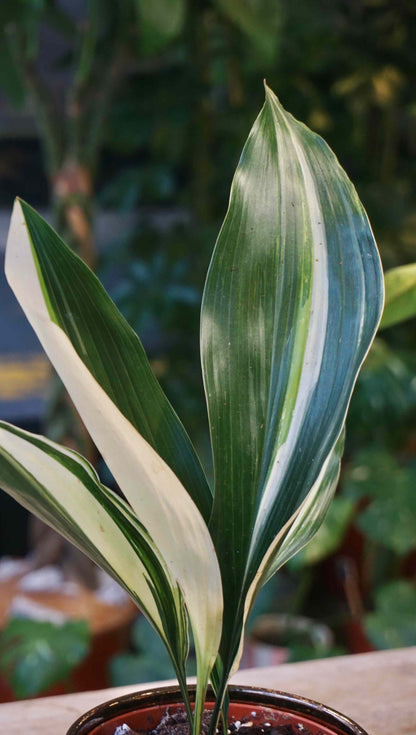 aspidistra elatior variegata studio plantes rares jungle jardinerie strasbourg rare plant shop online pflanzen