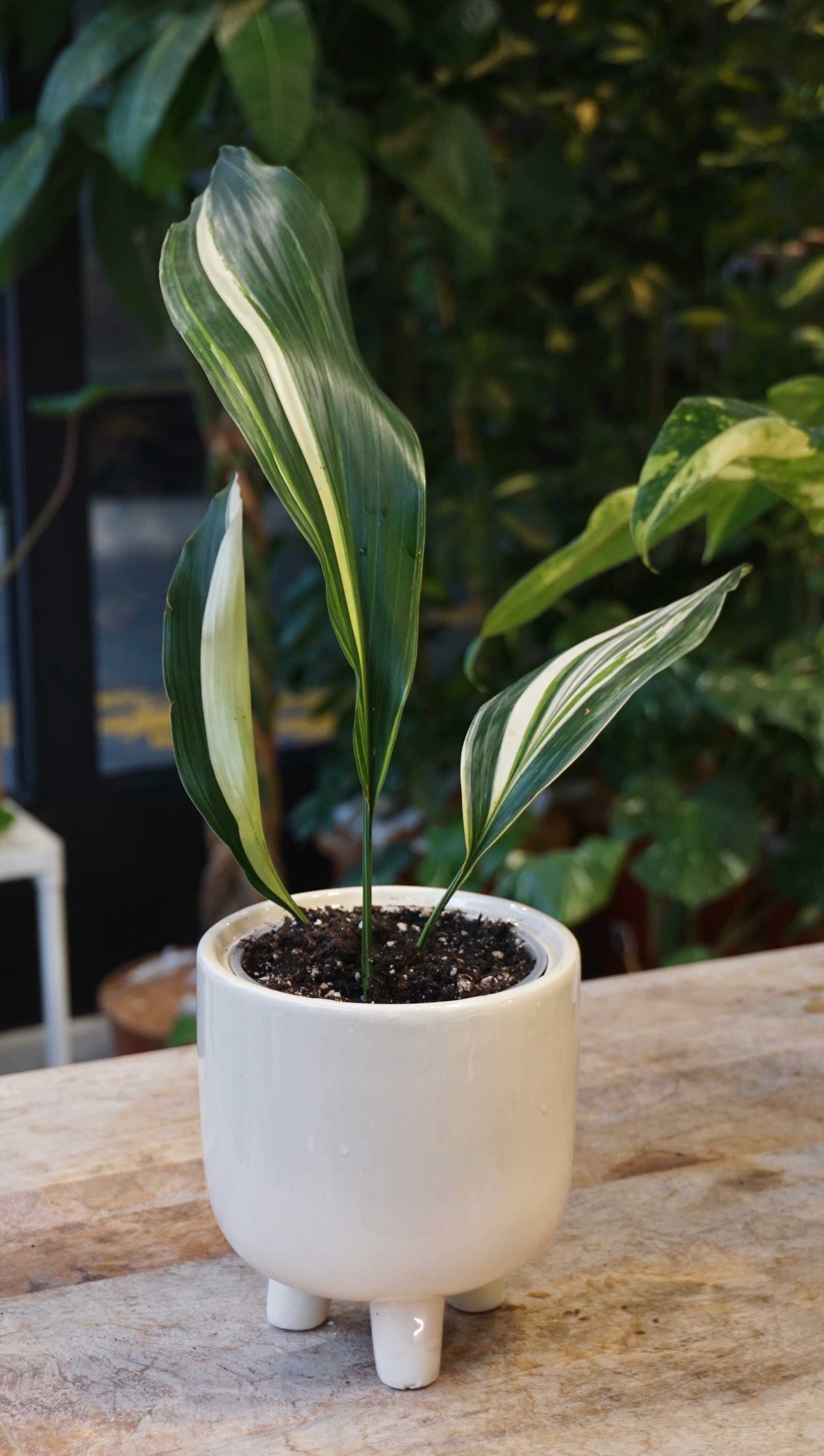 aspidistra elatior variegata studio plantes rares jungle jardinerie strasbourg rare plant shop online pflanzen