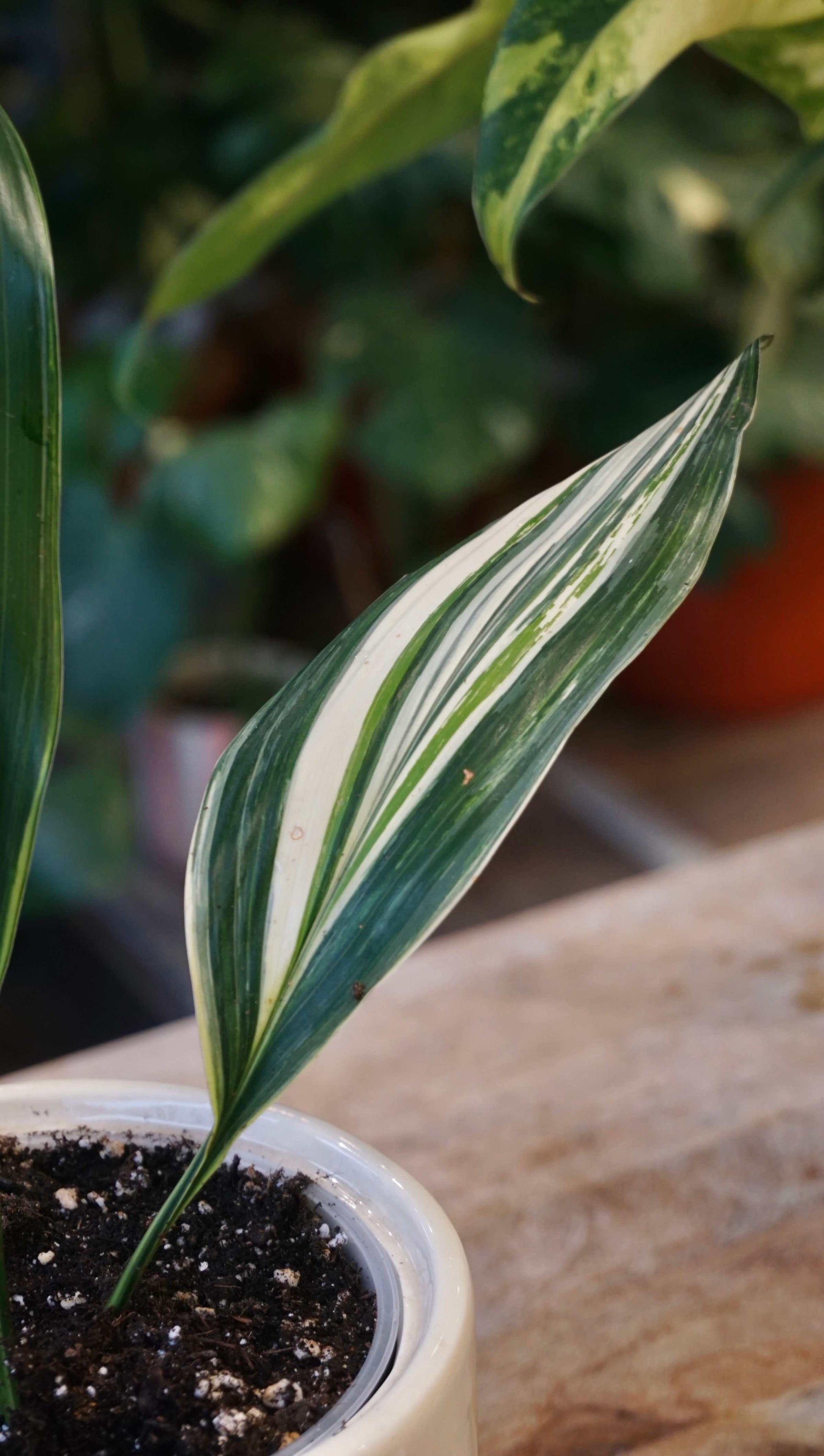 aspidistra elatior variegata studio plantes rares jungle jardinerie strasbourg rare plant shop online pflanzen