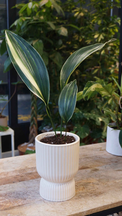 aspidistra elatior variegata studio plantes rares jungle jardinerie strasbourg rare plant shop online pflanzen