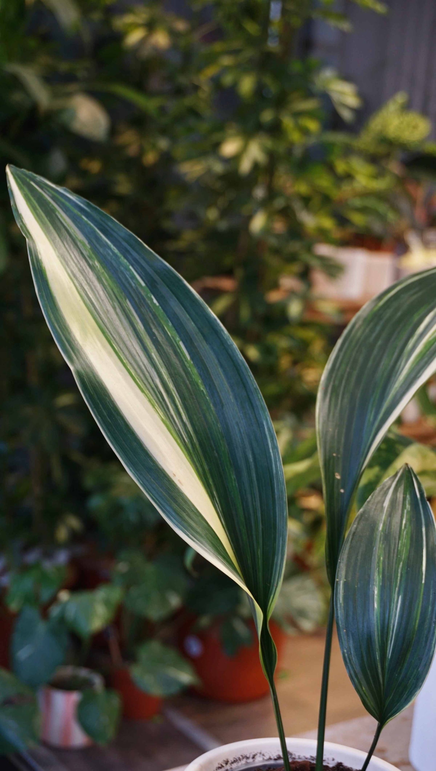 aspidistra elatior variegata studio plantes rares jungle jardinerie strasbourg rare plant shop online pflanzen