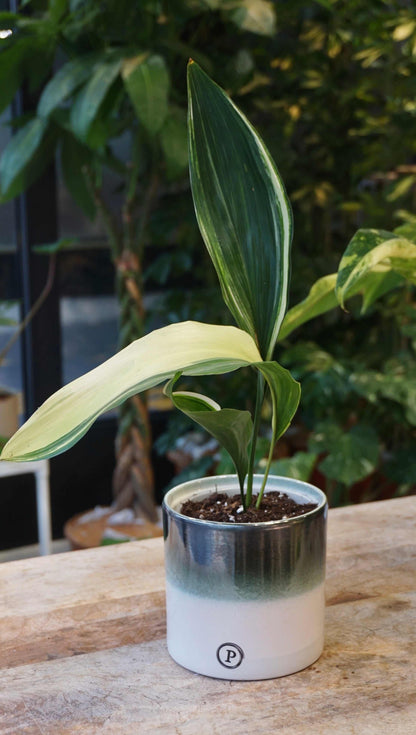 aspidistra elatior variegata studio plantes rares jungle jardinerie strasbourg rare plant shop online pflanzen