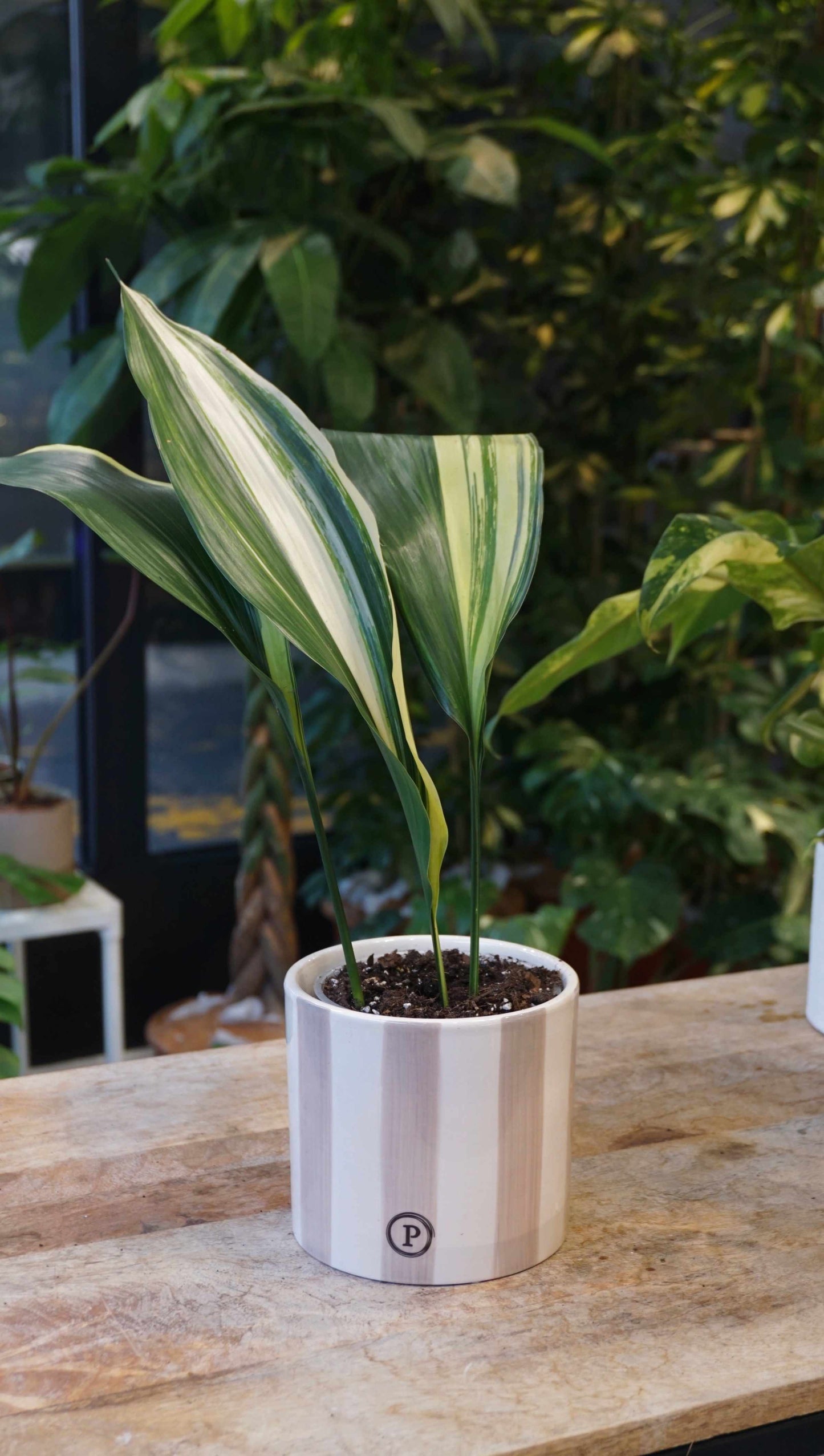 aspidistra elatior variegata studio plantes rares jungle jardinerie strasbourg rare plant shop online pflanzen