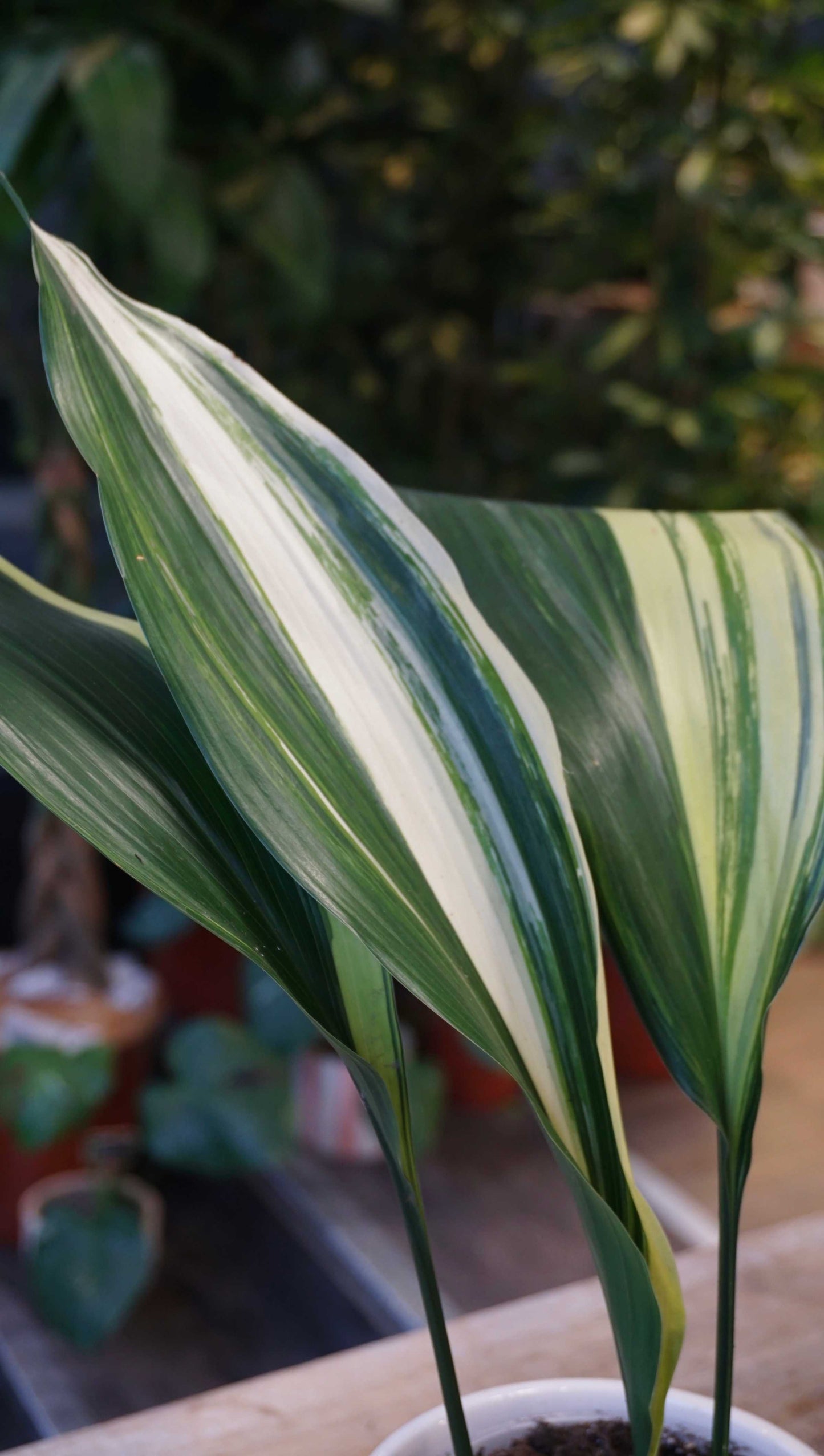 aspidistra elatior variegata studio plantes rares jungle jardinerie strasbourg rare plant shop online pflanzen