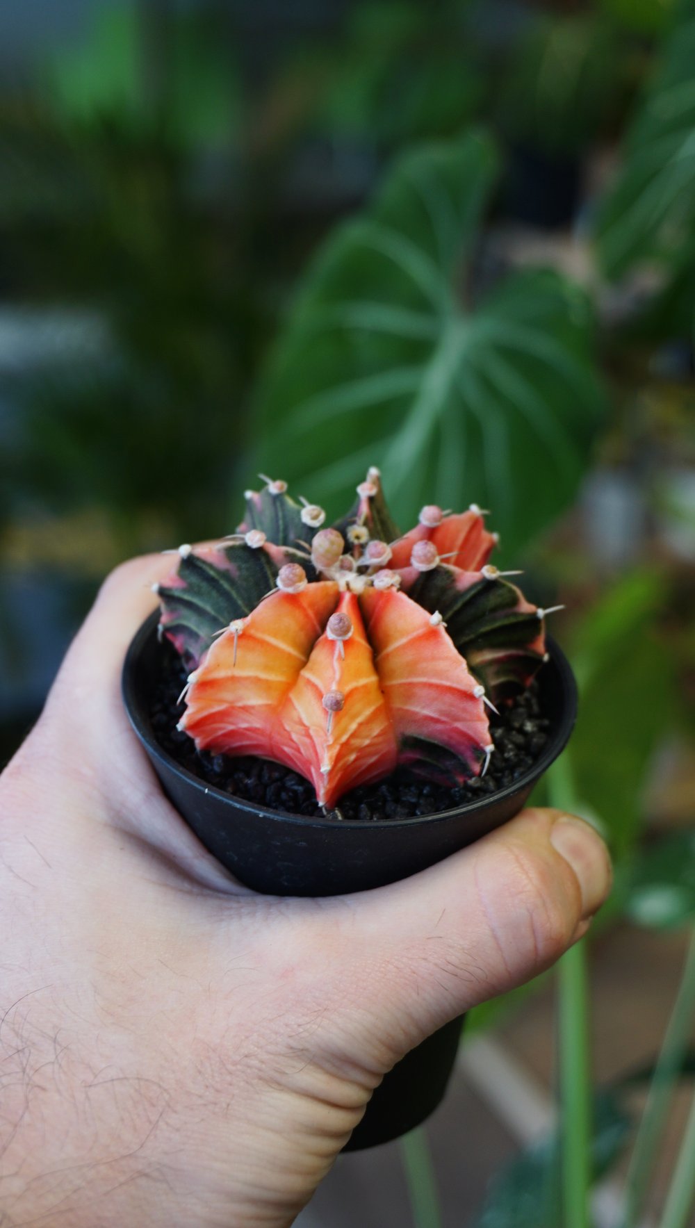 Gymnocalycium Variegata ++