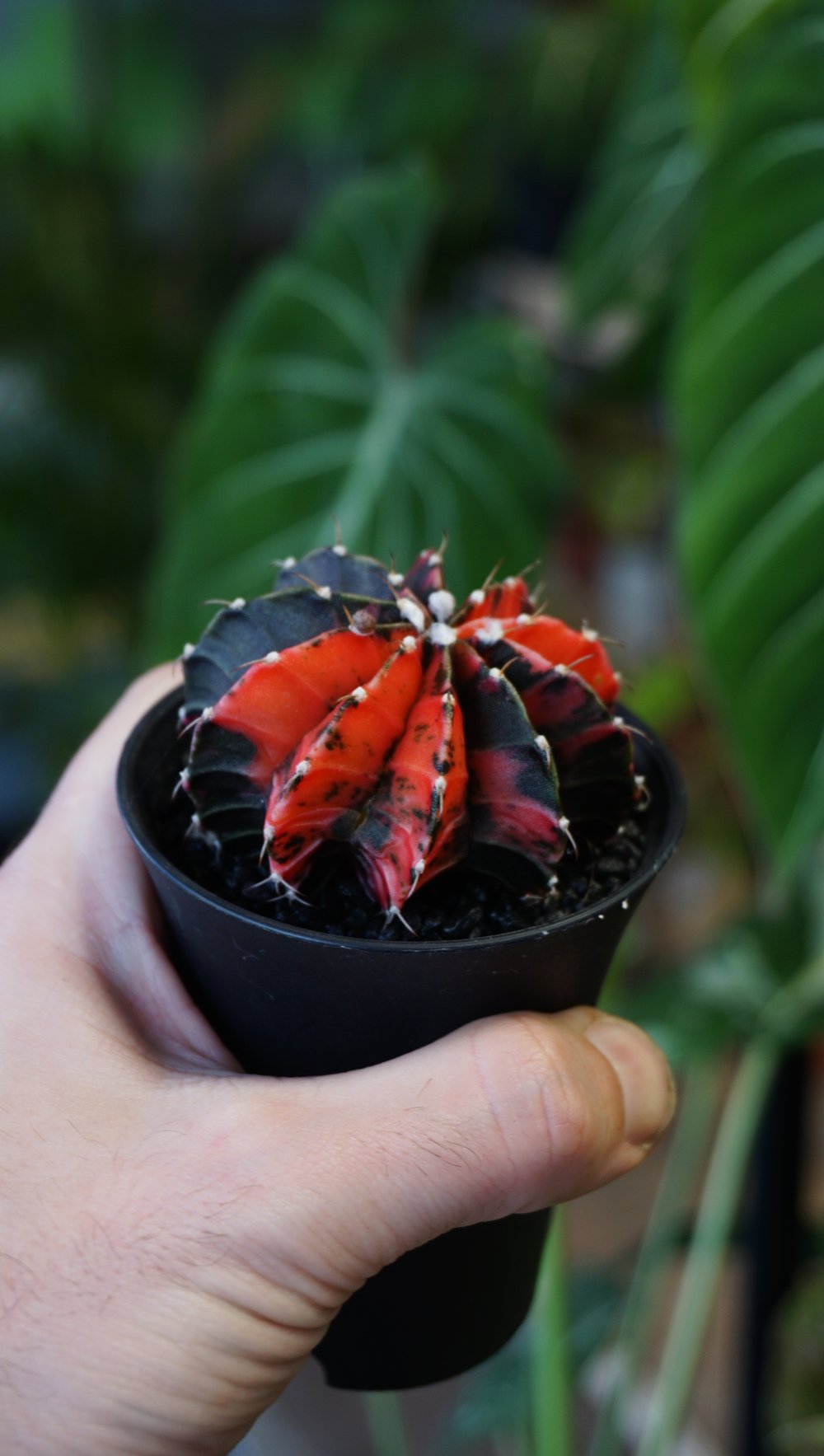 Gymnocalycium Variegata ++