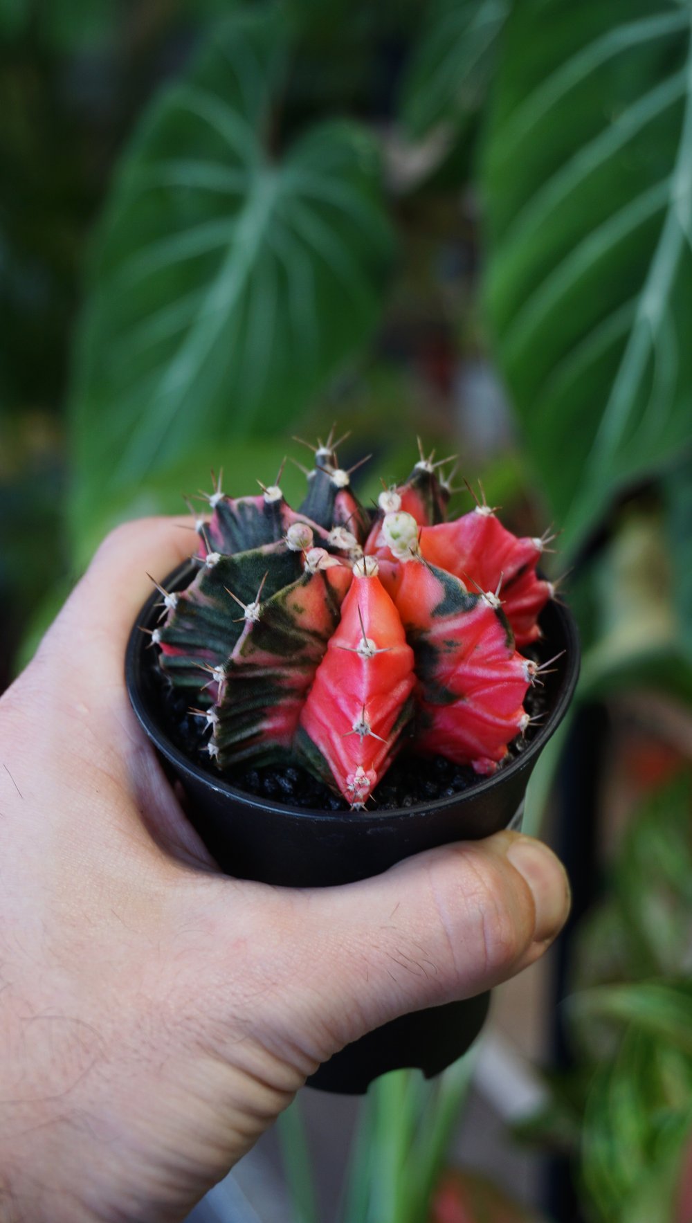 Gymnocalycium Variegata ++