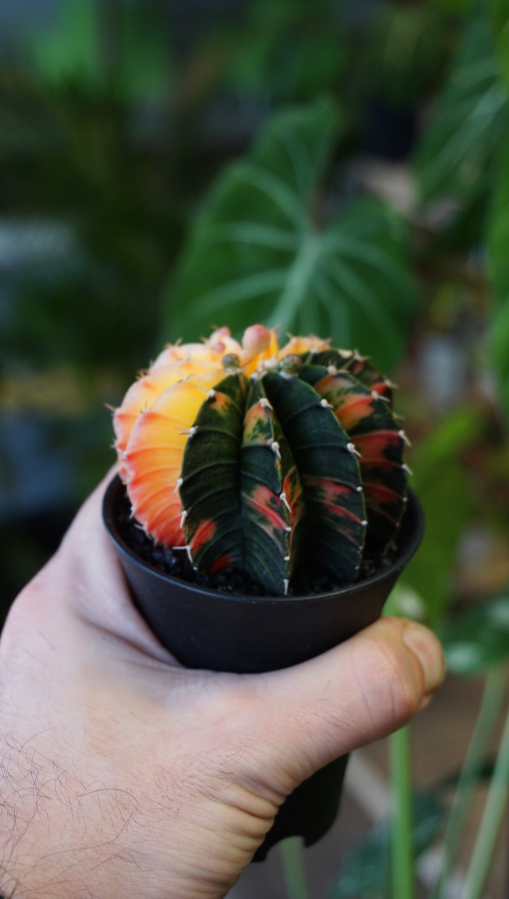 Gymnocalycium Variegata ++