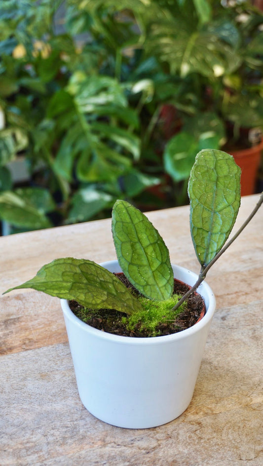 Hoya Clemensorium Sumatra