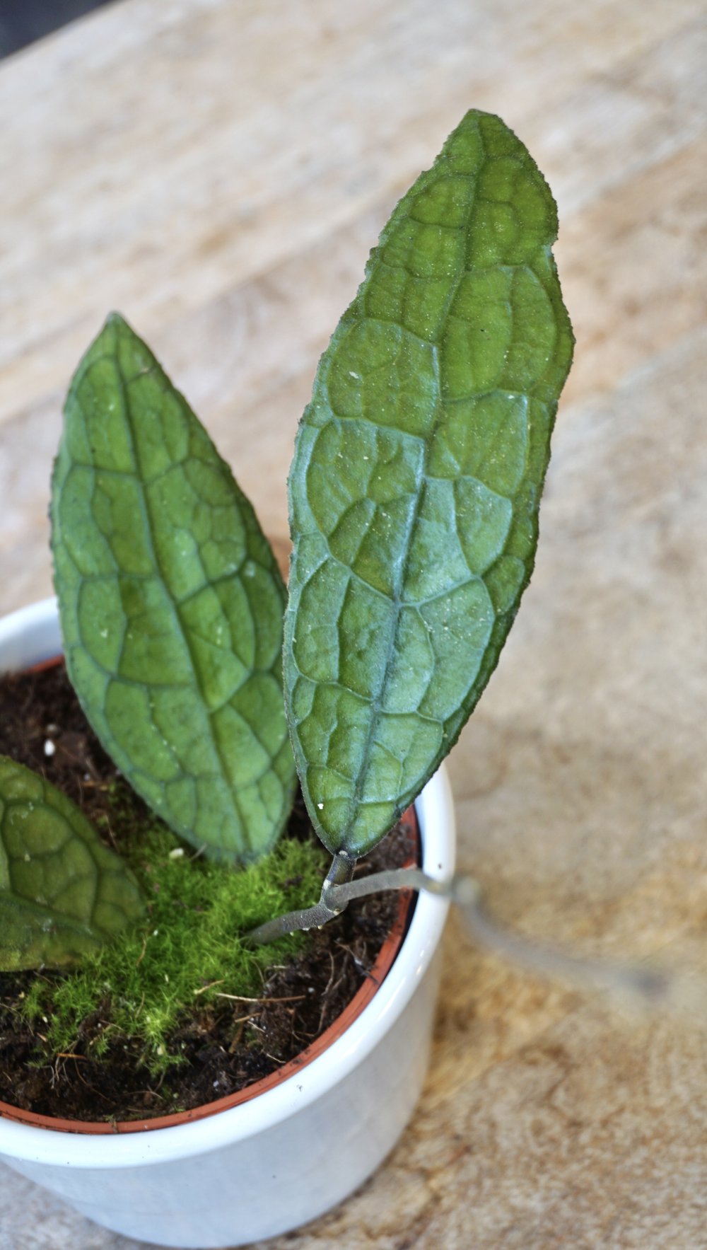 Hoya Clemensorium Sumatra