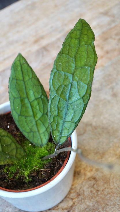 Hoya Clemensorium Sumatra