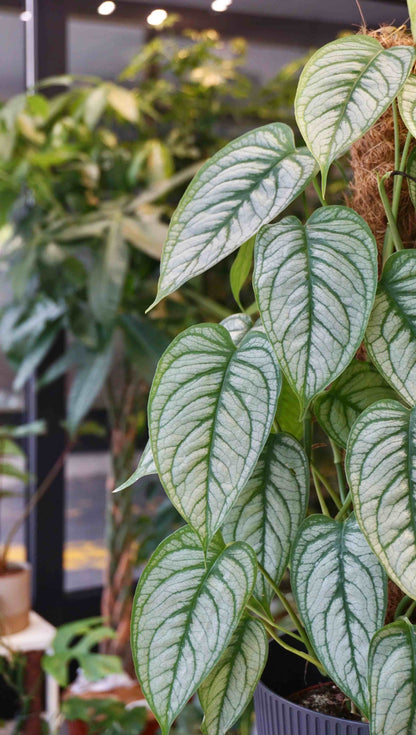 Monstera Siltepecana