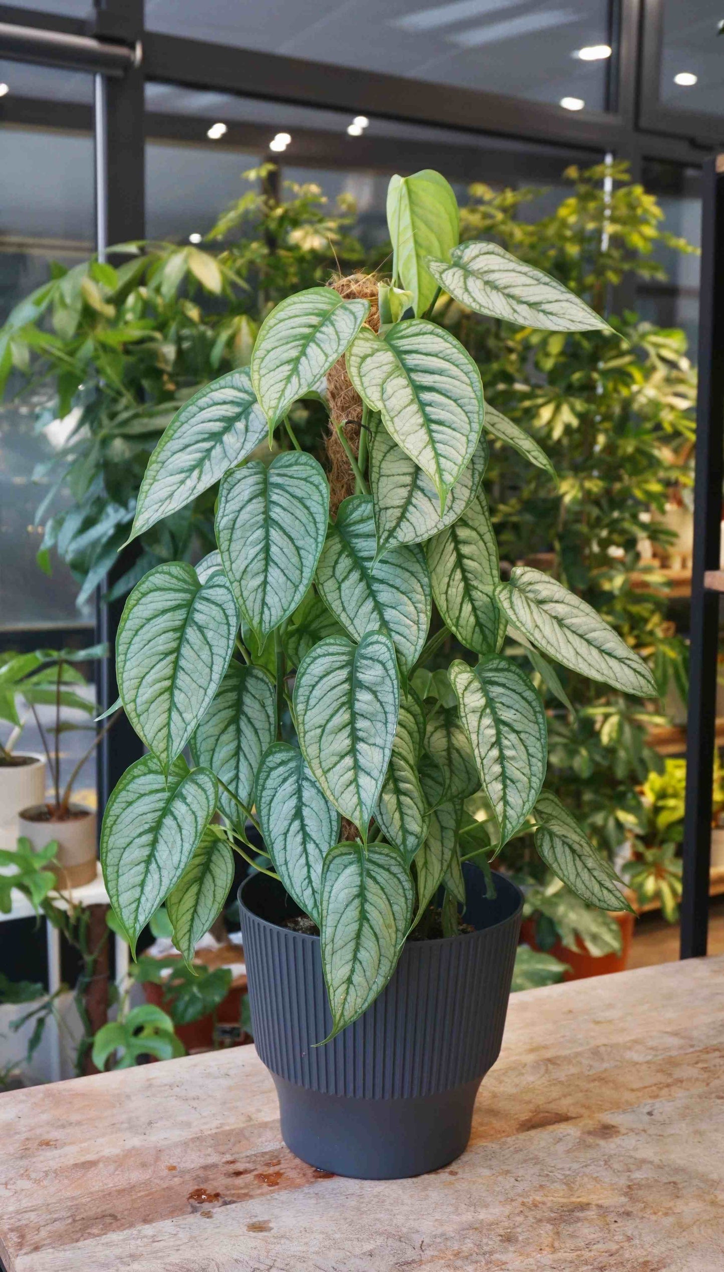 Monstera Siltepecana