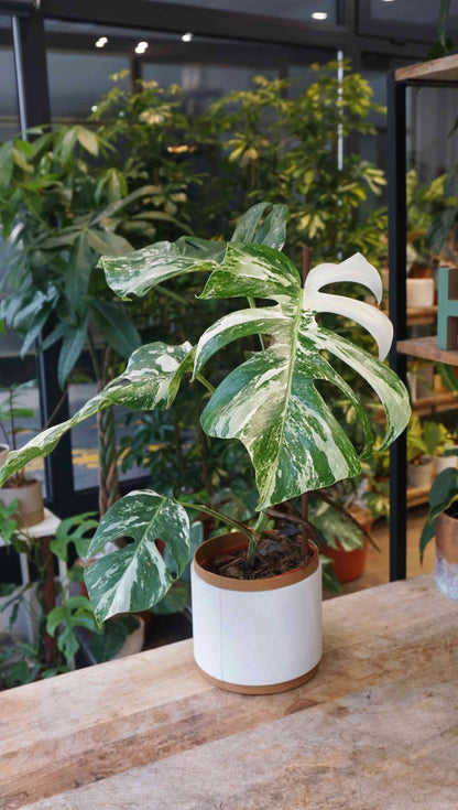 Monstera Variegata studio plantes rares jungle jardinerie strasbourg rare plant shop online pflanzen