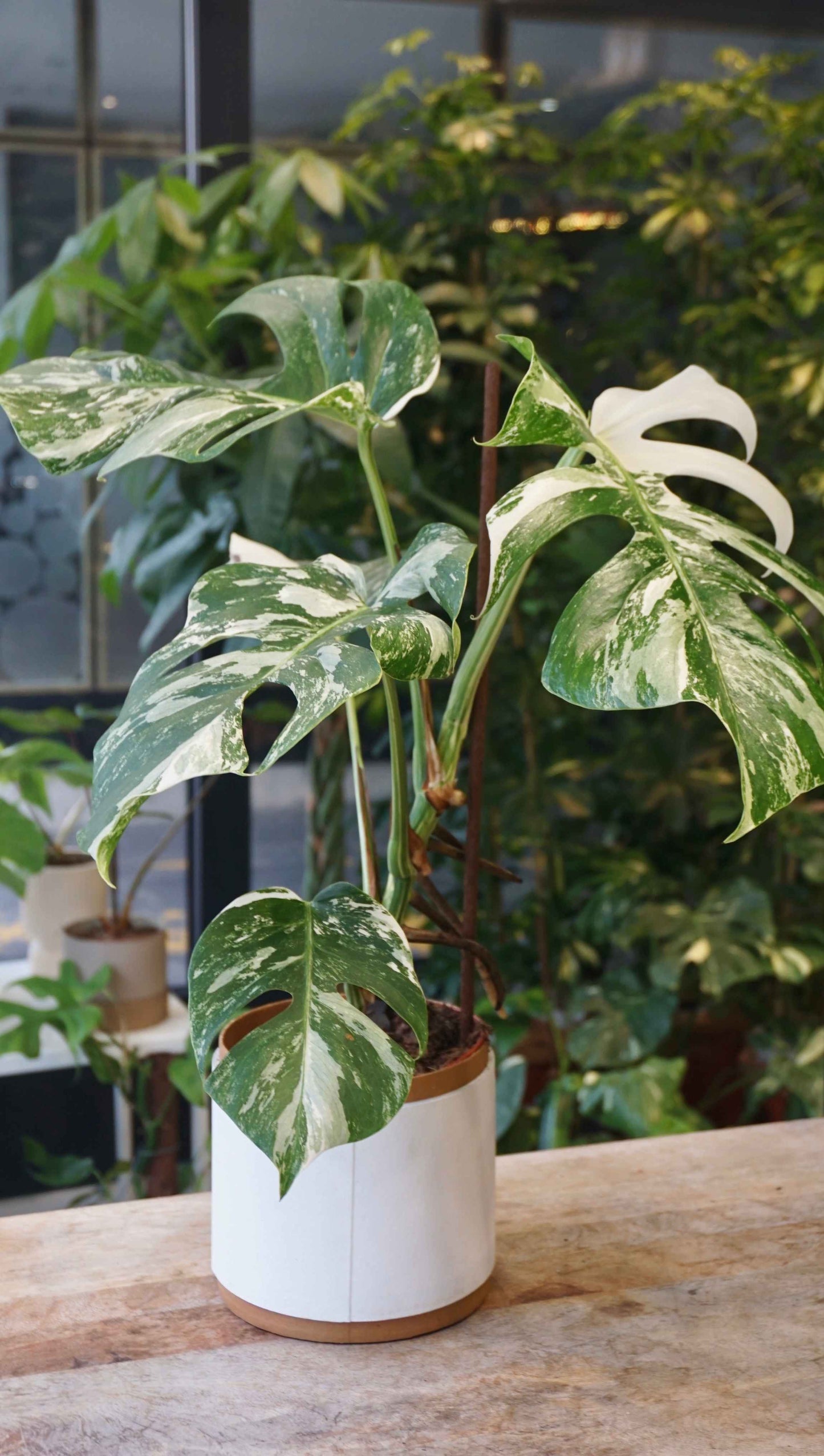 Monstera Variegata studio plantes rares jungle jardinerie strasbourg rare plant shop online pflanzen different angle