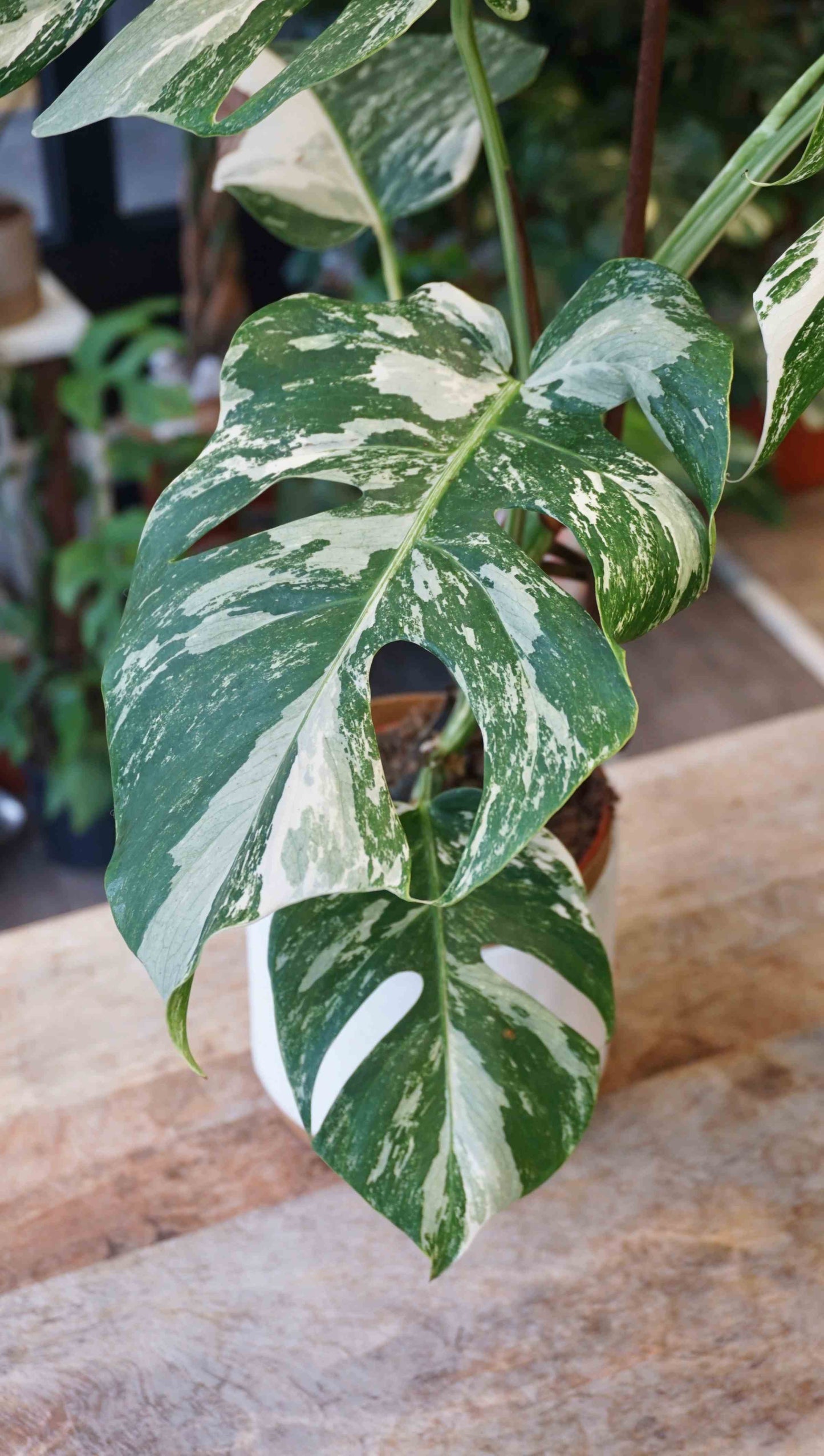 Monstera Variegata studio plantes rares jungle jardinerie strasbourg rare plant shop online pflanzen zoom