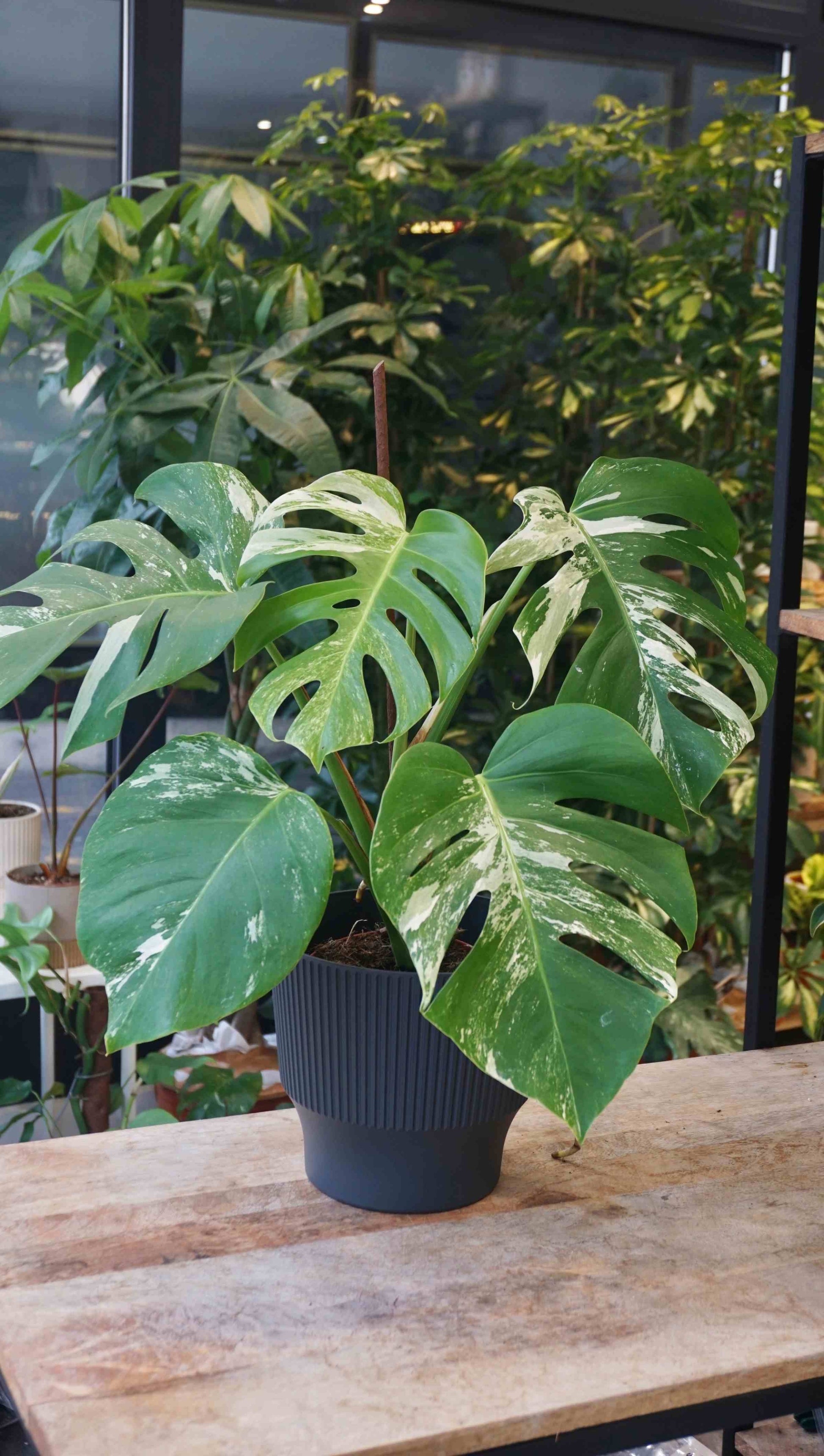 Monstera Variegata studio plantes rares jungle jardinerie strasbourg rare plant shop online pflanzen second plant