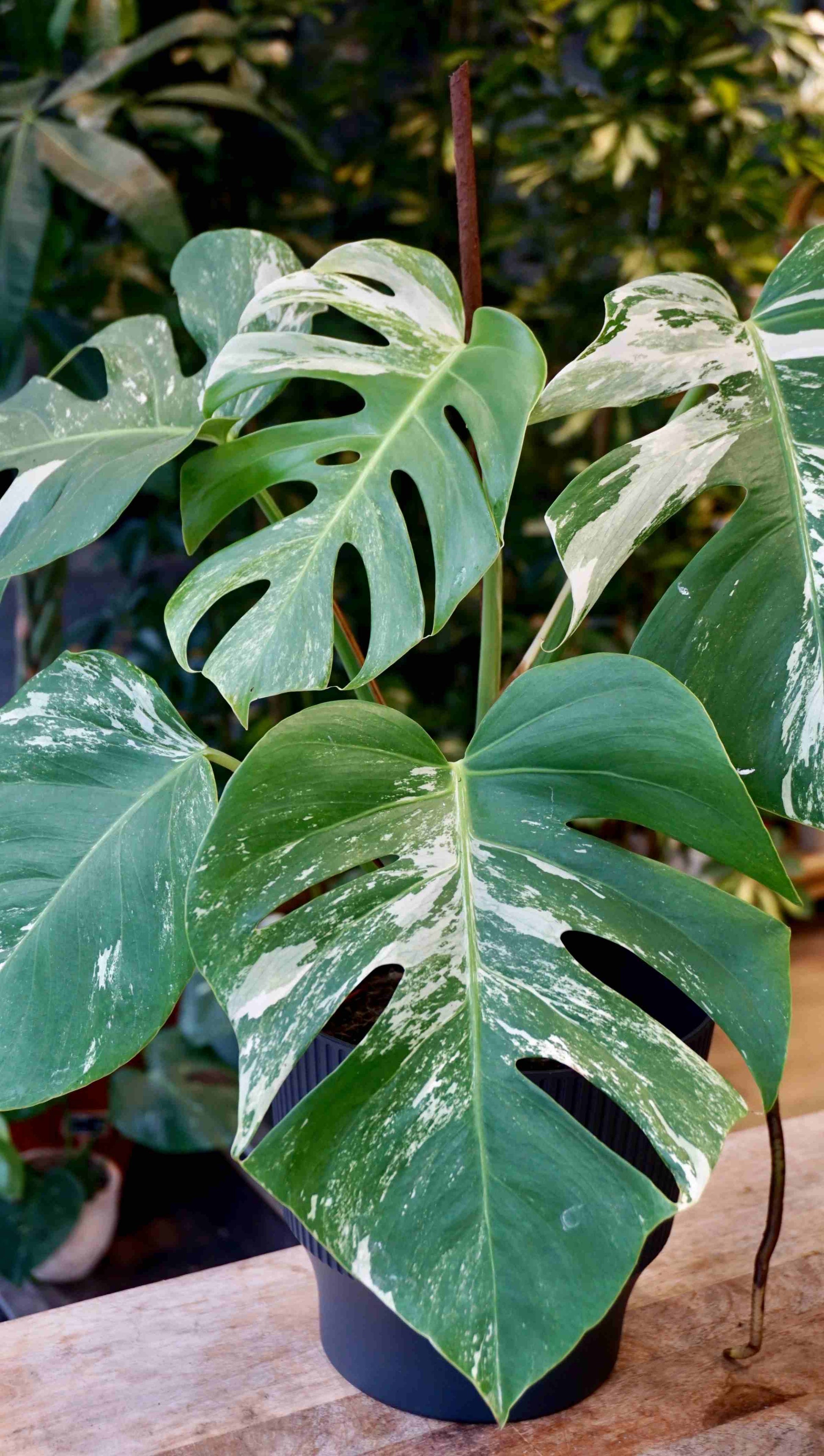 Monstera Variegata studio plantes rares jungle jardinerie strasbourg rare plant shop online pflanzen second plant zoom