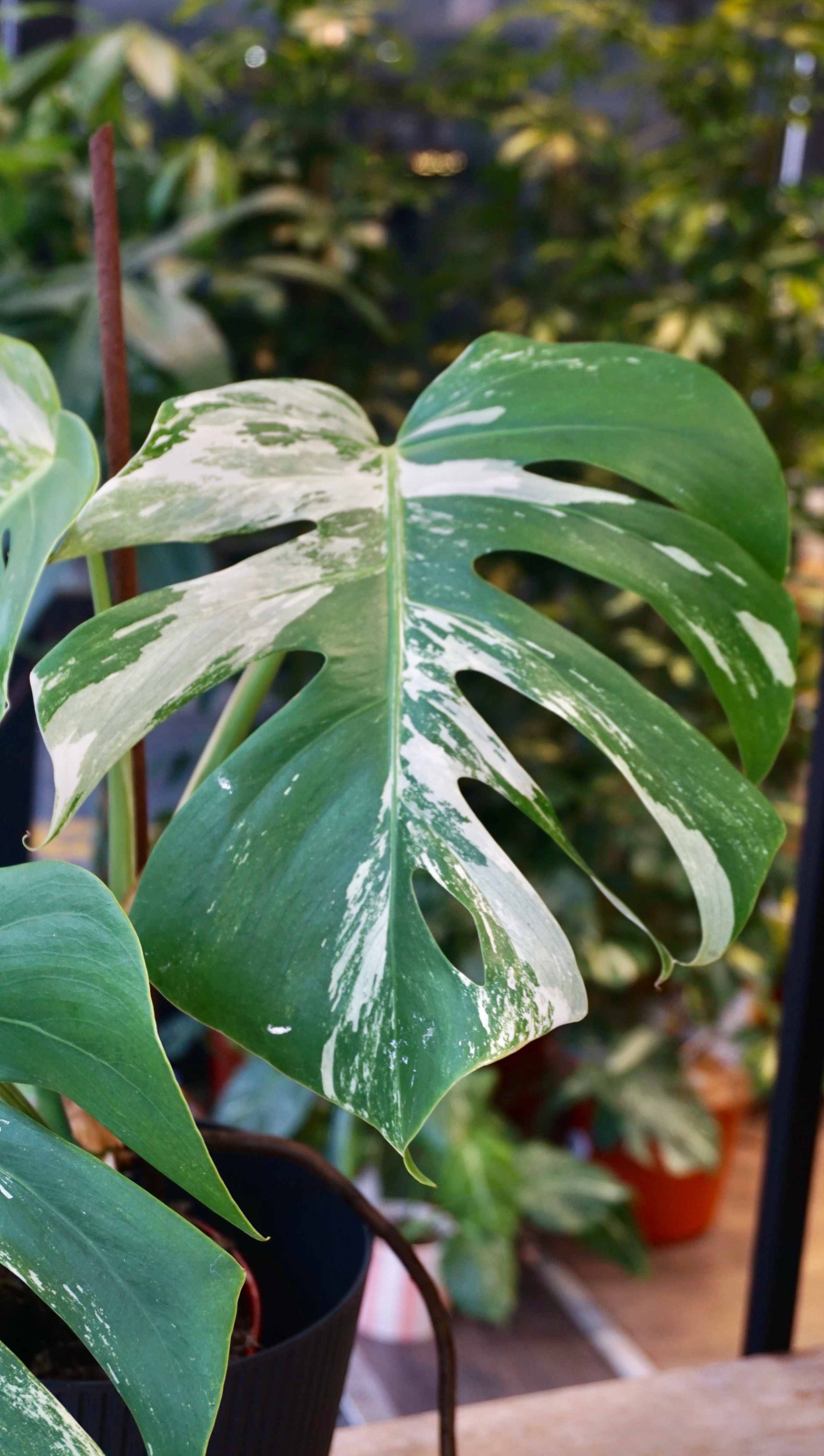 Monstera Variegata studio plantes rares jungle jardinerie strasbourg rare plant shop online pflanzen second plant leaf