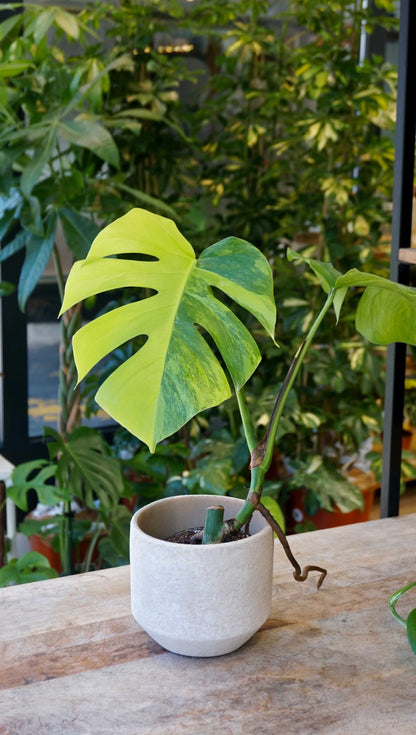 Monstera Aurea variegata studio plantes rares jungle jardinerie strasbourg rare plant shop online pflanzen 