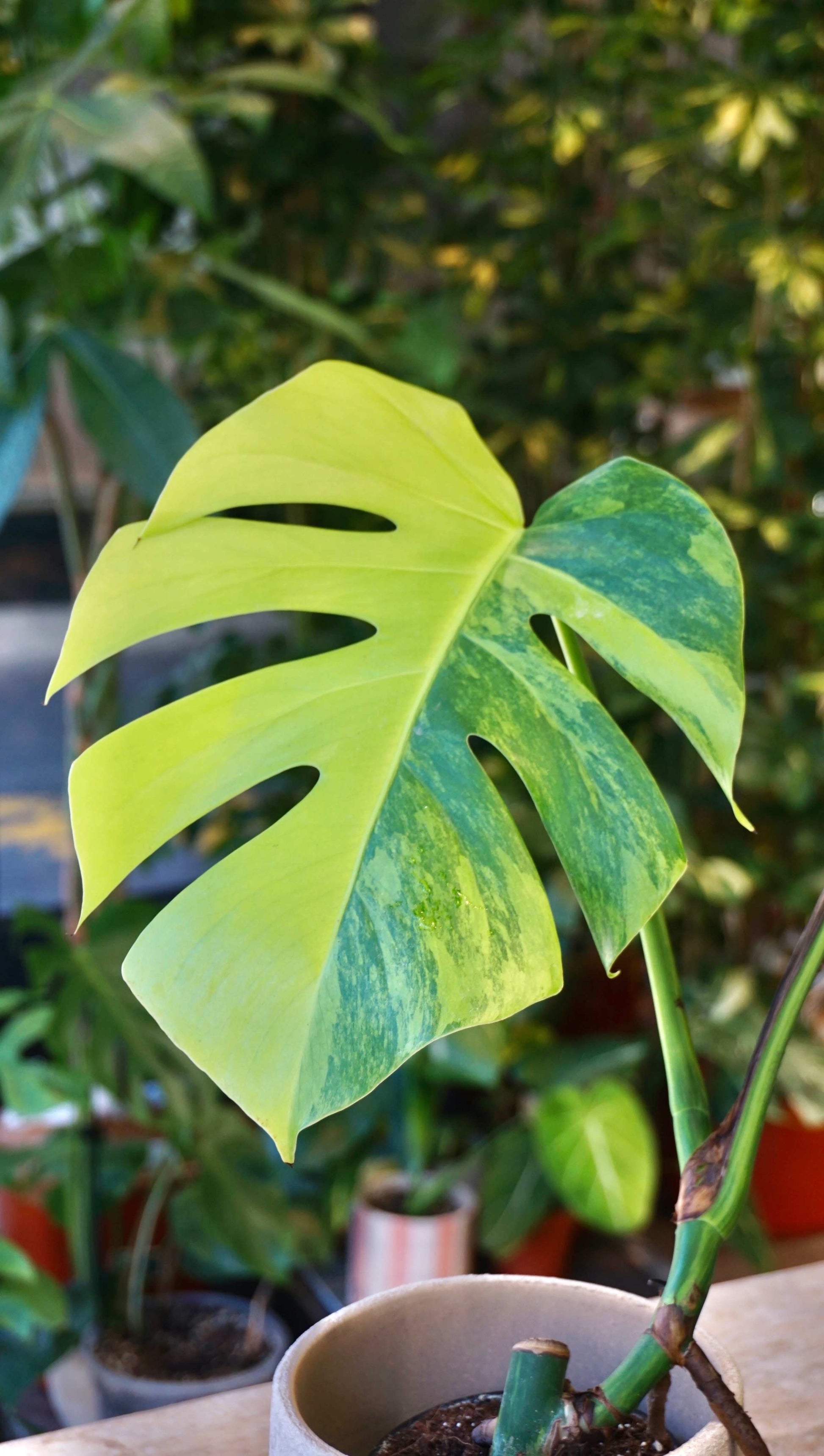 Monstera Aurea variegata studio plantes rares jungle jardinerie strasbourg rare plant shop online pflanzen half moon leaf zoom