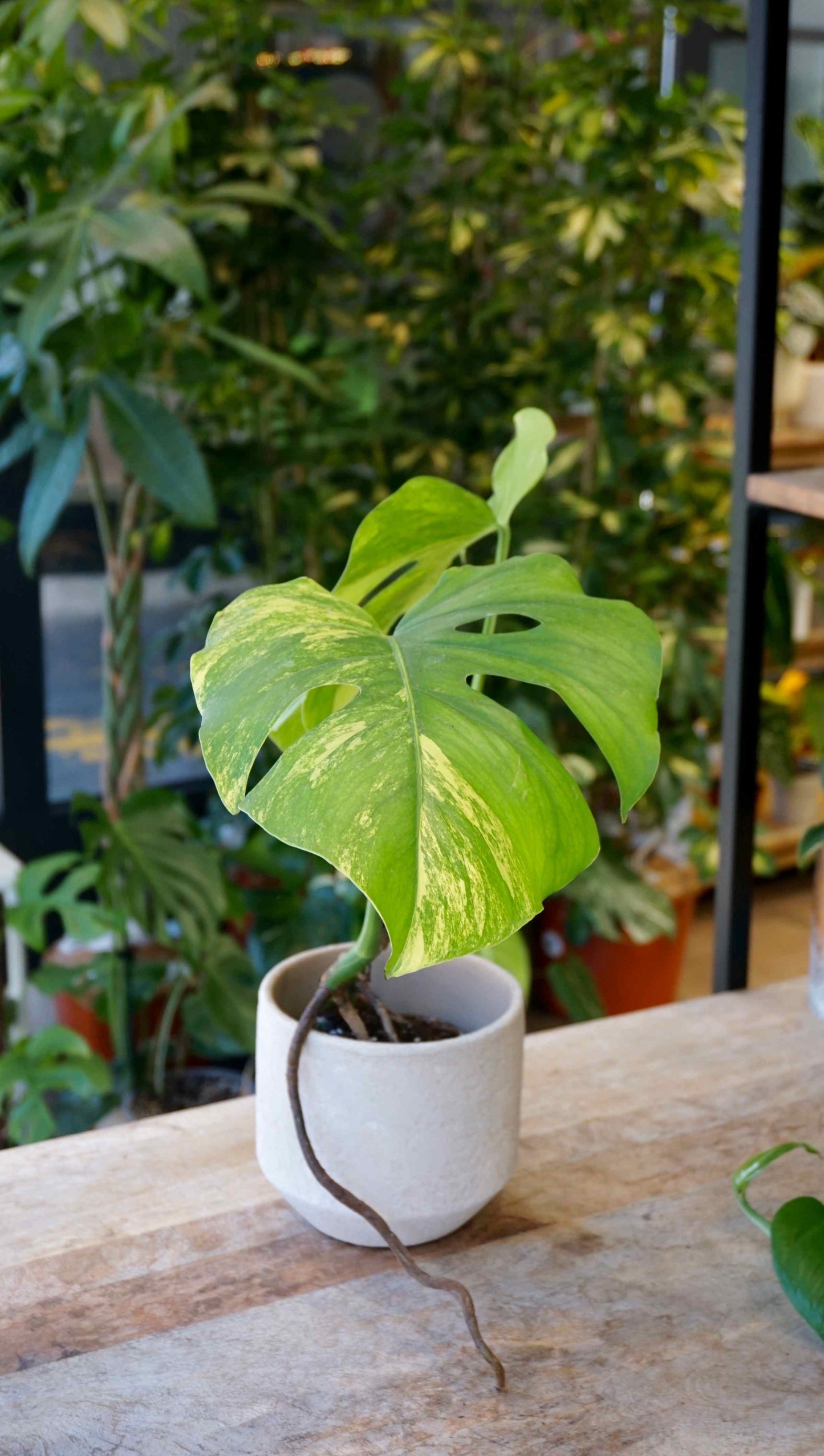 Monstera Aurea variegata studio plantes rares jungle jardinerie strasbourg rare plant shop online pflanzen other side