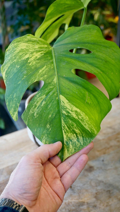 Monstera Aurea variegata studio plantes rares jungle jardinerie strasbourg rare plant shop online pflanzen other leaf zoom