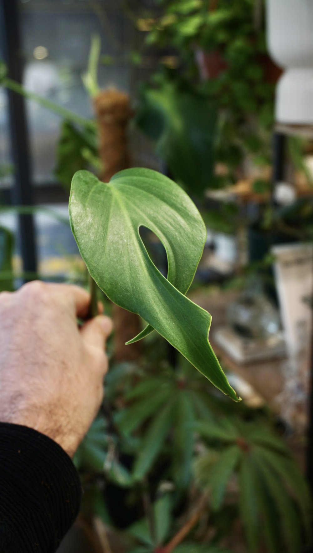 Monstera Burle Marx Flame (boutures)