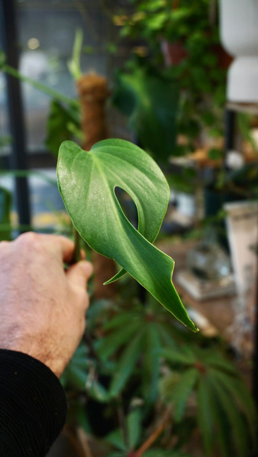 Monstera Burle Marx Flame (boutures)